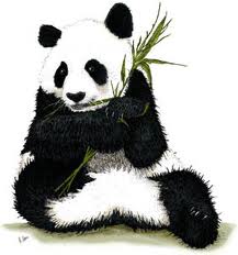 panda